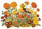 A poster for the now-defunct American Marigold Society, showing the diversity of flower types, with African marigolds (top), French marigolds (middle), and single-flowered Signet marigolds (bottom center). Artist unknown.