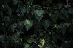 长着绿色长春藤的地区。绿色背景不错。
特写图像