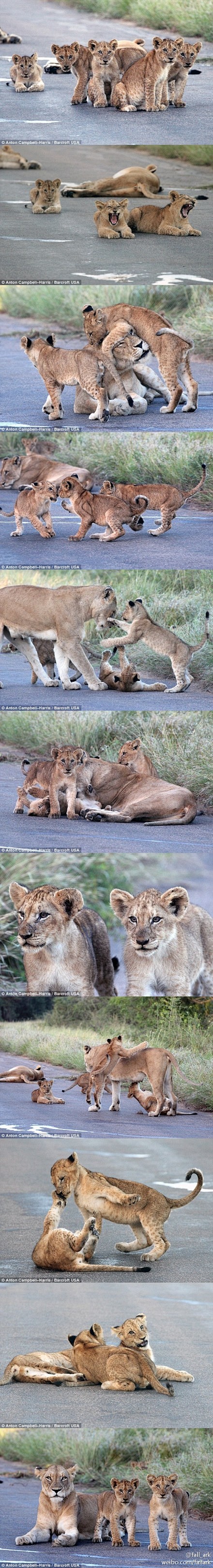 南非才有的堵车理由：沥青路太暖，一堆小狮...
