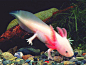 粉红色可爱奇特的观赏鱼蝾螈-宠物新闻资讯频道-爱狗网