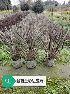 strawberryV采集到H-花境选材