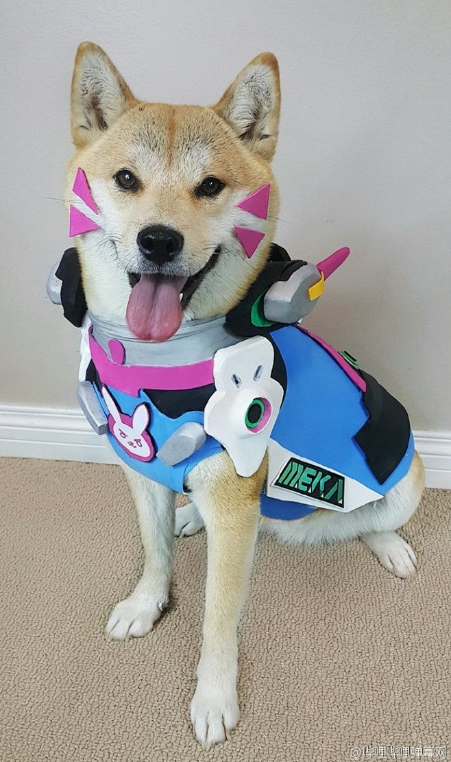 【Overwatch x  Doge】追...