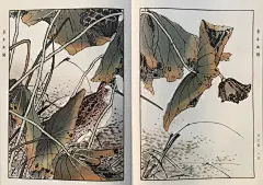这些花鸟画，出自一位日本画家_尾景 : 春秋冬夏，花鸟写生 日本著名的四条派画家。 是在日本汉学家山本章夫先生的指导下开始创作的，天上有月的光晕，芦苇下月影隐约，水月之光映照在苇叶上 一年四季春秋冬夏的样子。 听到法隆寺的钟声…