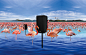 Sennheiser LSP500 Flamingo Retouching : LSP500 wireless speaker system campaign for Sennheiser