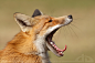 Yawning Fox by thrumyeye on deviantART