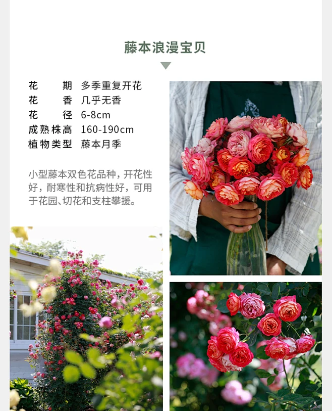 海蒂的花园海妈家夫人蓝色阴雨龙沙冰山爆花攀援爬藤拱门花墙月季-淘宝网-花瓣网