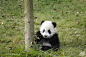  熊猫家园-pandapia
#每日美图秀#星愿不仅学会了爬树，还学会了在树上得瑟[偷笑]最后一张：哎呀讨厌～人家只是爬个树，别老跟着人家拍嘛[哈哈][哈哈][哈哈]