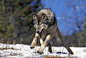 北美灰狼，西花狼疮，成年奔跑在雪地上，加拿大