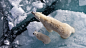 General 2560x1440 animals nature bears ice polar bears