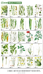 274种中草药材，值得认识收藏