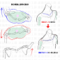 肩膀老是画不顺溜，看这组实用教程学习一下... 来自原画人官方微博 - 微博