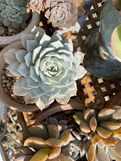 wsyeve源采集到Lovely plants