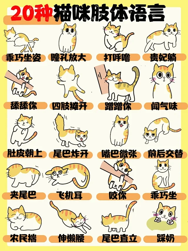 猫猫姿势参考 - 小红书搜索