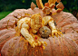 Amazing pumpkin carvings on MSN Photos