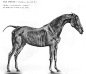 动物骨骼肌肉解剖图：狗，狮，马 1280PX[30P] (14).jpg