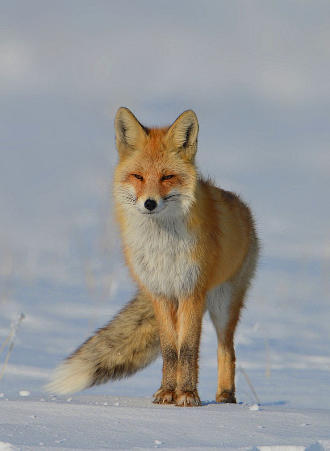 食肉目犬科狐亚科狐属赤狐