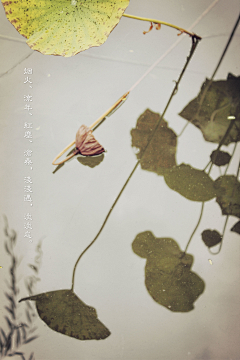 _时光稀释采集到一场风花雪月的事
