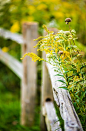 Lovely Wildflower: 