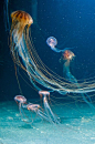 You can almost see through a box jellyfish. | "Beauty of The Sea-Jell…