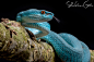 Trimeresurus (cryptelytrops) insularis