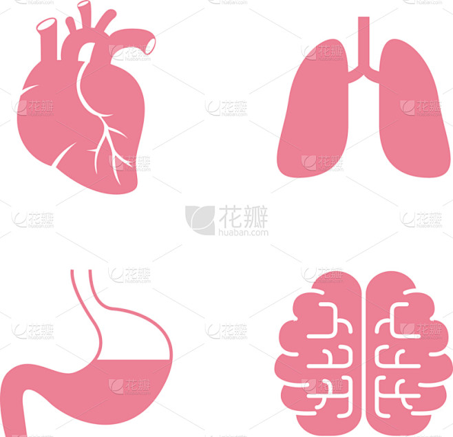 胃,脑,动物心脏,计算机图标,动物肺,生物学,矢量,健康保健,人
