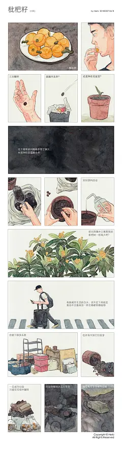 《枇杷籽》 | Herb. - 原创作品 - 涂鸦王国插画