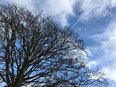 铜山毛榉(山青冈)-冠