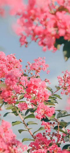 單角is佇立采集到那些花儿