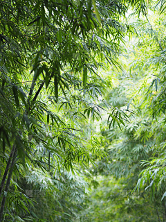一个茧采集到PX窗边