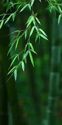叶子壁纸：经得起风雨，经得起平凡，不畏将来，不念过往|手机_网易订阅