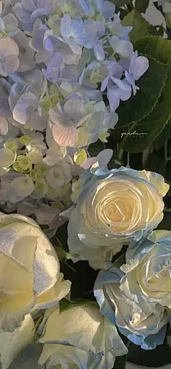 (17 封私信 / 81 条消息) 鲜花壁纸 - 搜索结果 - 知乎