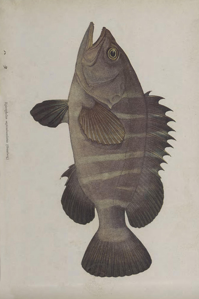 鱼类图鉴七带石斑鱼