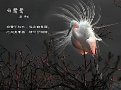 白鹭鸶 （摘自网络）