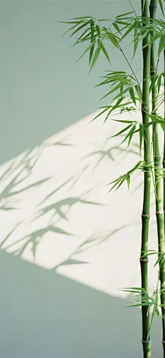 一期竹子壁纸