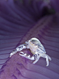 栖息在羽毛一般的海笔上的岩瓷蟹（Porcellanella sp.）——印度尼西亚Komodo 国家公园