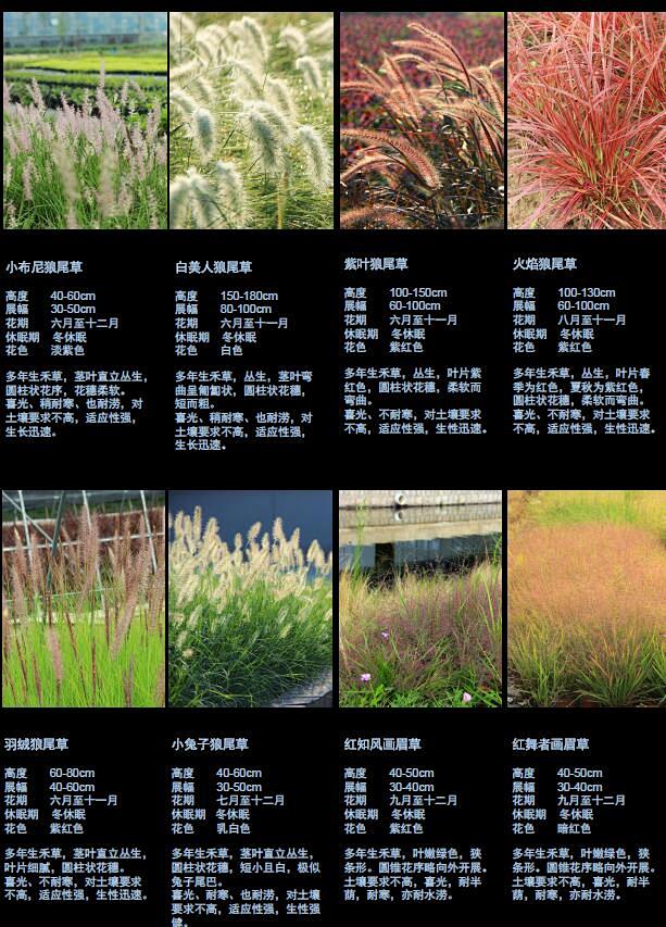 观赏草
