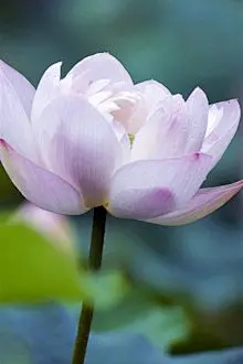 清新荷花植物手机壁纸