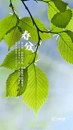 @人民日报 的个人主页 - 微博
【今日，#春分# [微风]】①今日23时33分，迎来二十四节气中的春分，分者，半也，过完今天，#春天已经过了一半了#；②初候元鸟至，二候雷乃发声，三候始电；③“青梅如豆柳如眉”，踏青出游记得做好防护；④正是播种时节，大地春耕忙。从今天开始，黑夜渐短、白昼变长。人随春好，希望就在前方！
