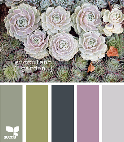 SucculentGarden625