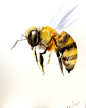 Bee original watercolor painting 10 X 8 in bee art by ORIGINALONLY, $22.00 upstairs bathroom I have a similar print with a gold foil background only it's 8x8": 