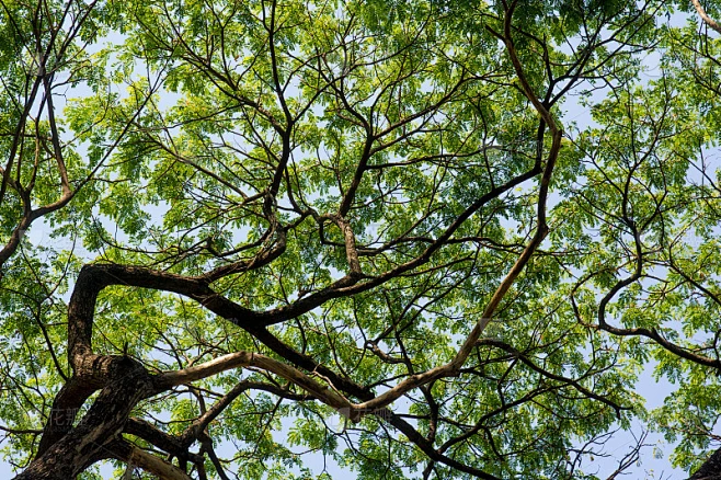 大自然的背景，绿叶和大树的枝桠素材-花瓣网