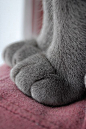 paw.: 