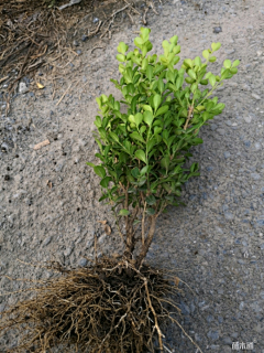 黄panpan采集到植物选型图