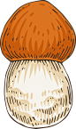 手绘秋季森林植物树叶蘑菇菌类蜗牛卡通免扣PNG图案 AI矢量素材 (18)