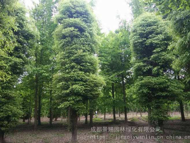 桢楠树2