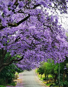 纱羽采集到千树重紫