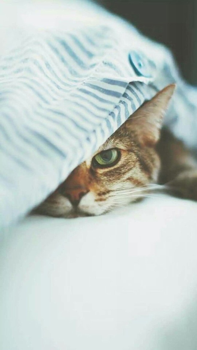 壁纸喵喵ฅ(=•̀ω•́=)ฅ