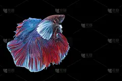 半月斗鱼在泰国孤立的黑色背景。蓝红斗鱼与复制空间的动人瞬间美。