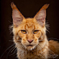 maine-coon-cat-photography-12