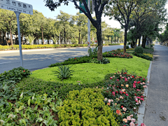 哥吻丶采集到植物搭配